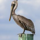 Brauner Pelikan / Brown Pelican