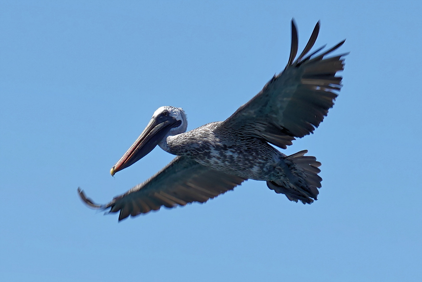 Brauner Pelikan im Flug
