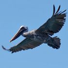 Brauner Pelikan im Flug