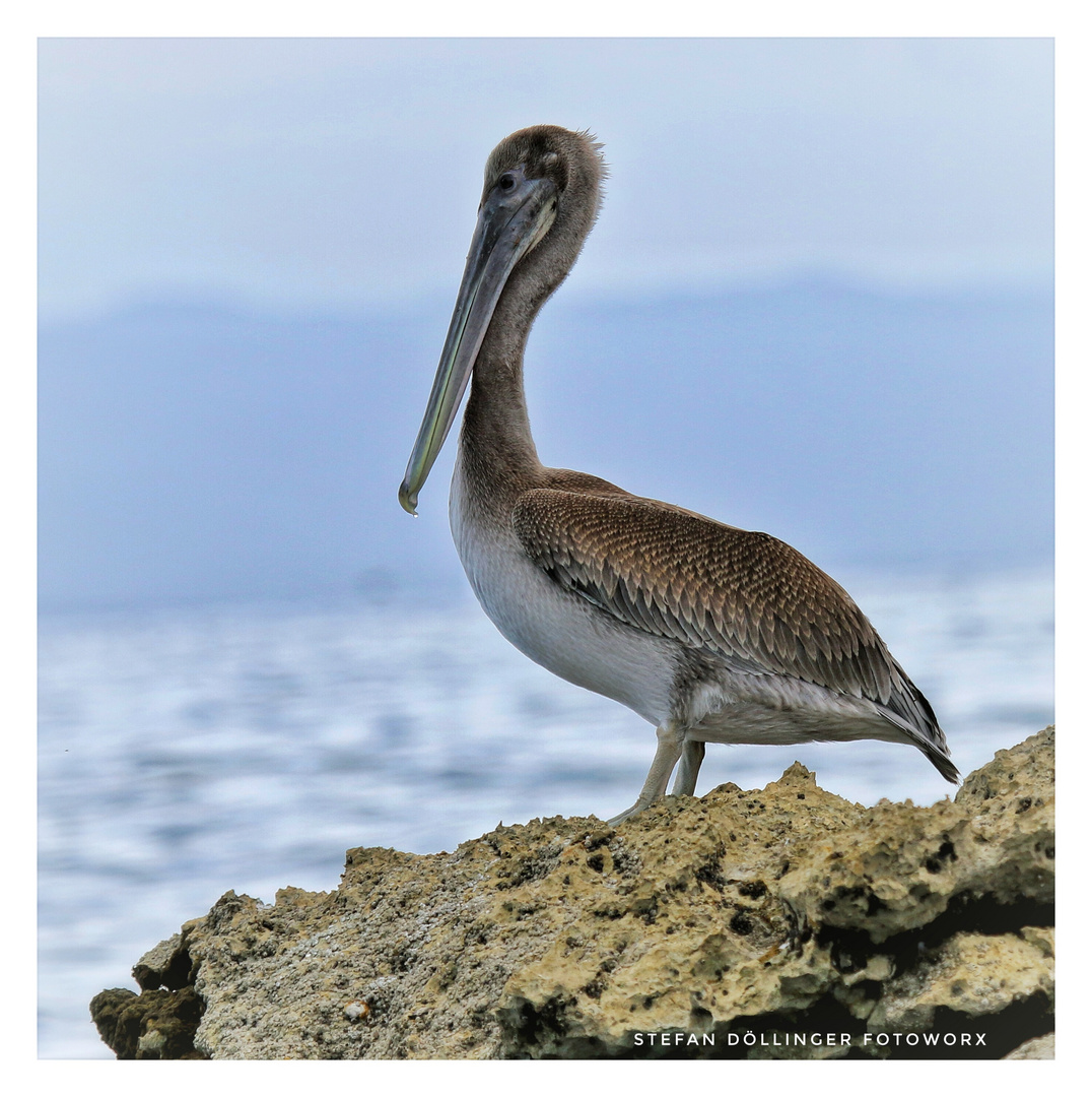 Brauner Pelikan (Jungvogel)