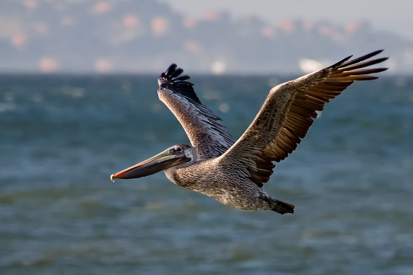 Brauner Pelikan - Kalifornien - USA