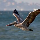 Brauner Pelikan - Kalifornien - USA