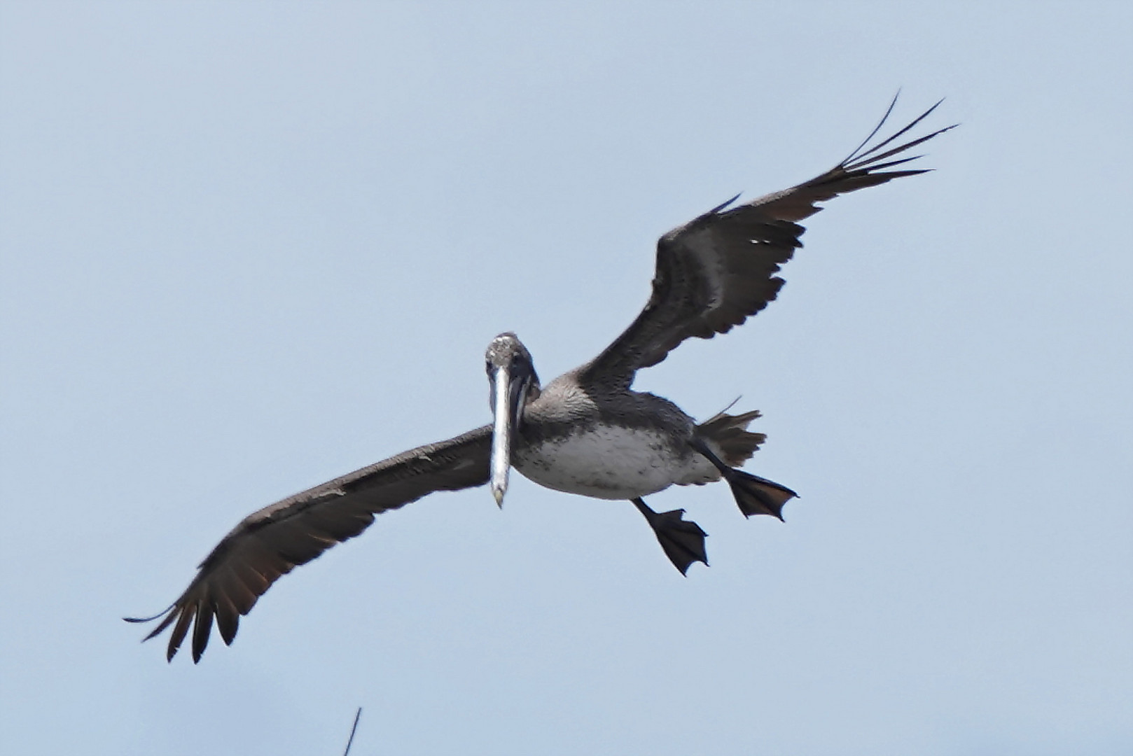 Brauner Pelikan kurz vor Sturzflug
