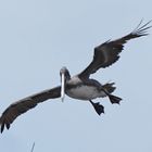 Brauner Pelikan kurz vor Sturzflug