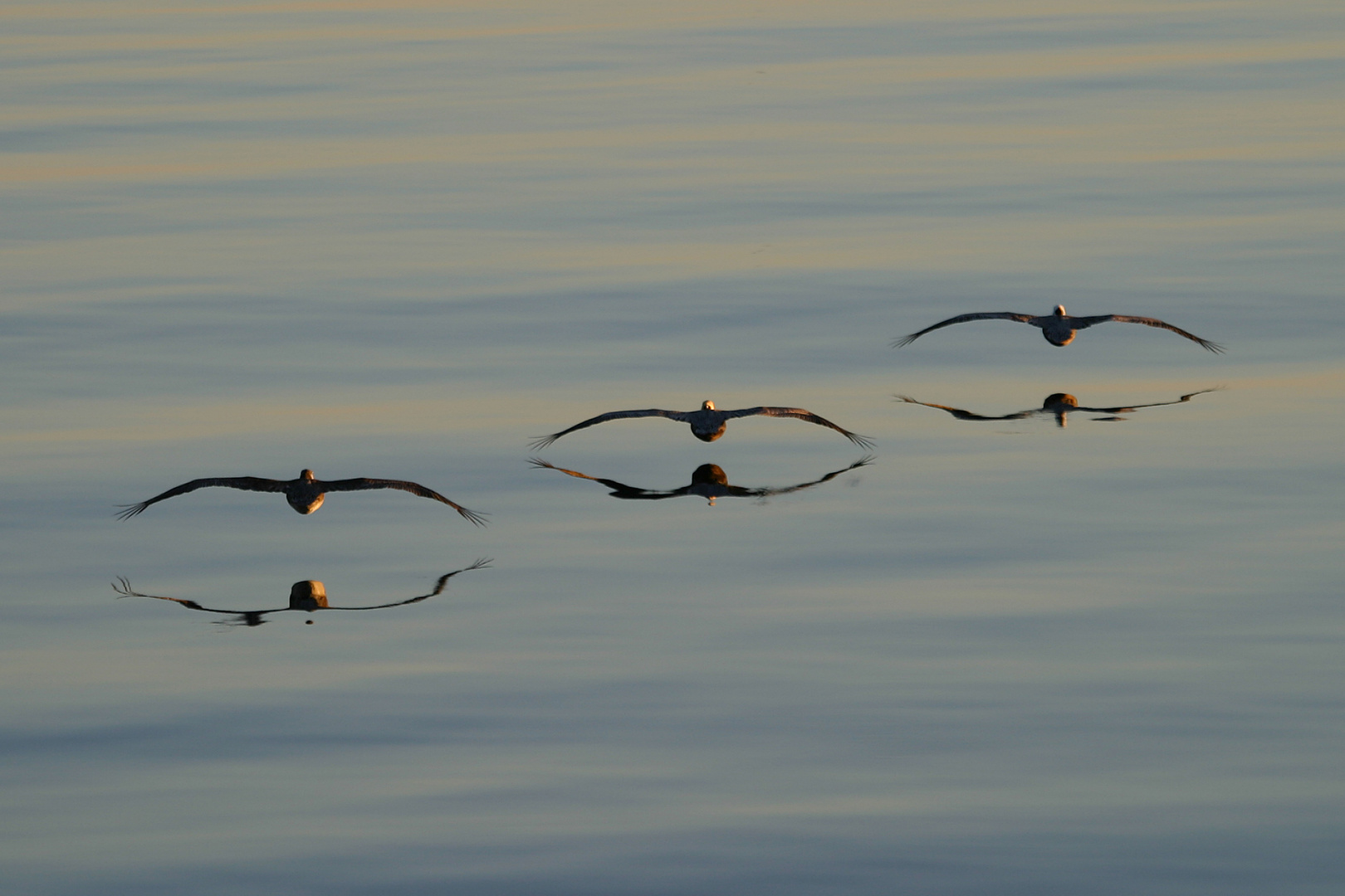 Brauner Pelikan (Pelecanus occidentalis)