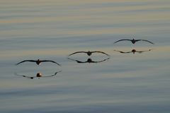 Brauner Pelikan (Pelecanus occidentalis)