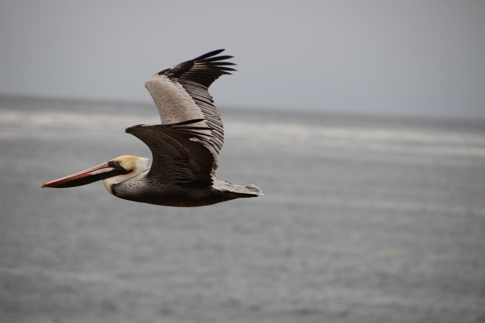 Brauner Pelikan  -  Pelicanus occidentalis