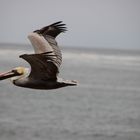 Brauner Pelikan  -  Pelicanus occidentalis