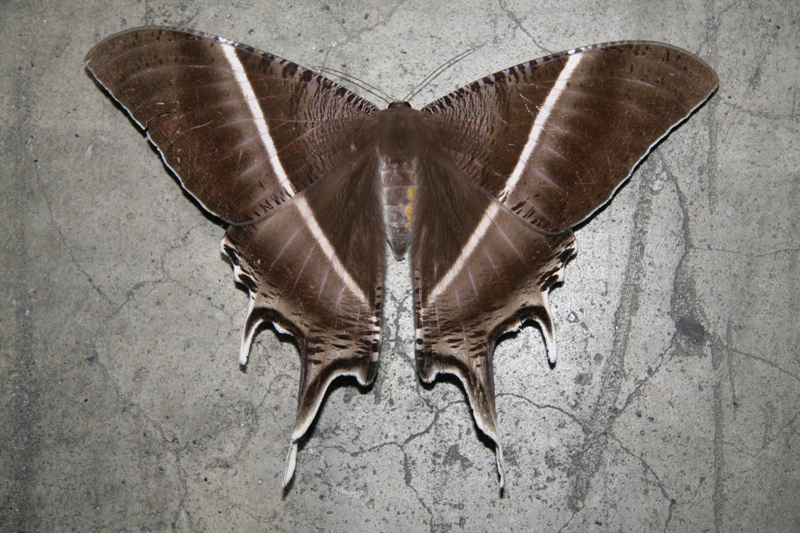 Brauner Riesenschmetterling