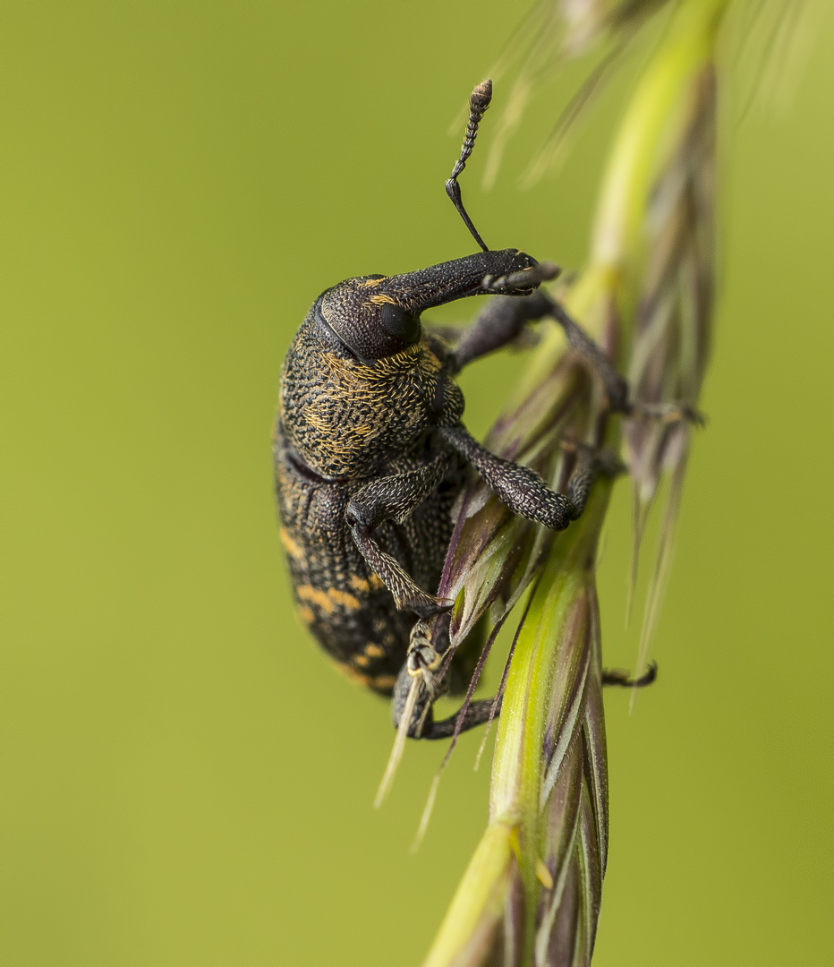 Brauner Rüsselkäfer (Hylobius abietis)