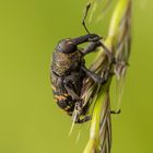 Brauner Rüsselkäfer (Hylobius abietis)