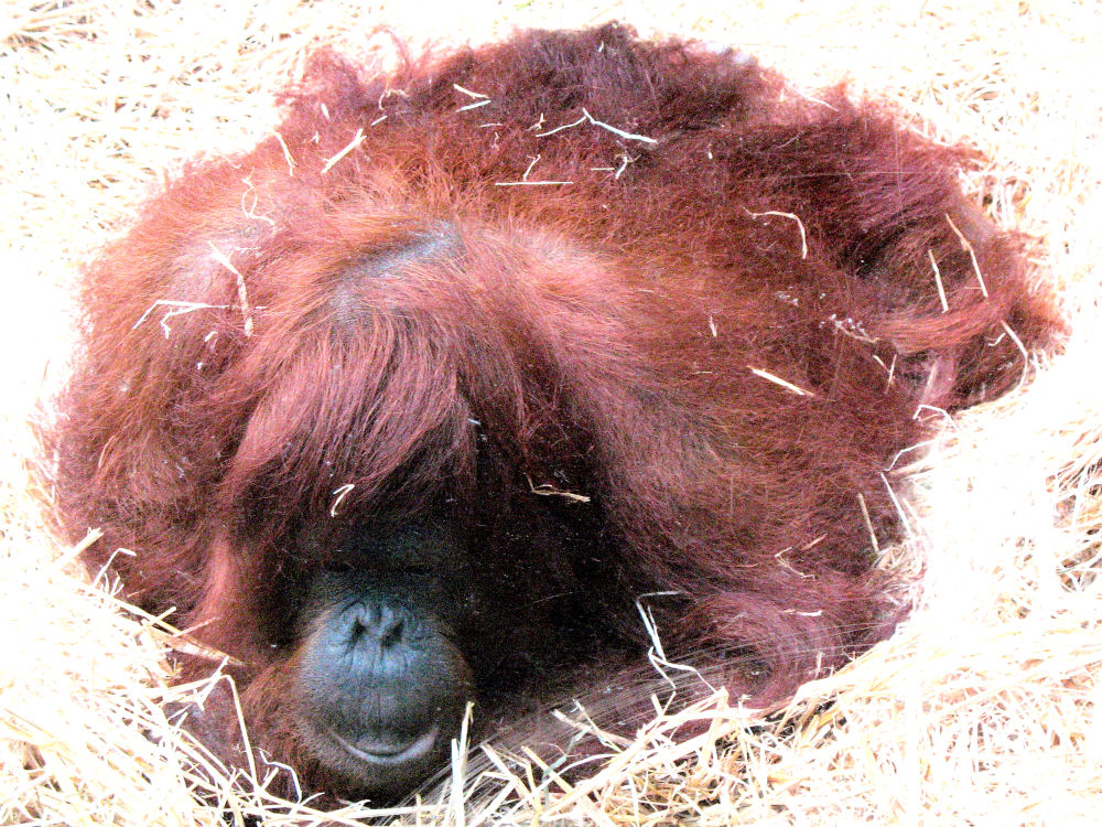 Brauner Sack oder Orang-Utan im Stroh