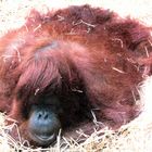 Brauner Sack oder Orang-Utan im Stroh