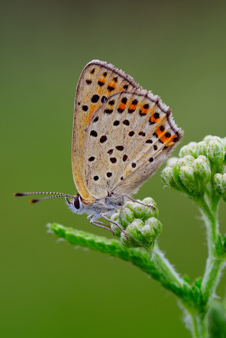 Brauner Schläfer