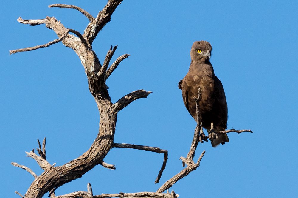 Brauner Schlangenadler