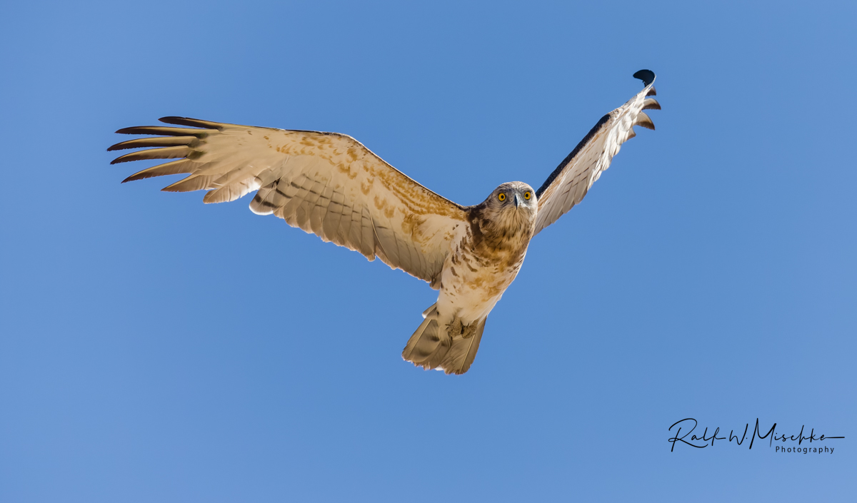 Brauner Schlangenadler (juv.) im Beobachtungsflug