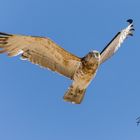 Brauner Schlangenadler (juv.) im Beobachtungsflug