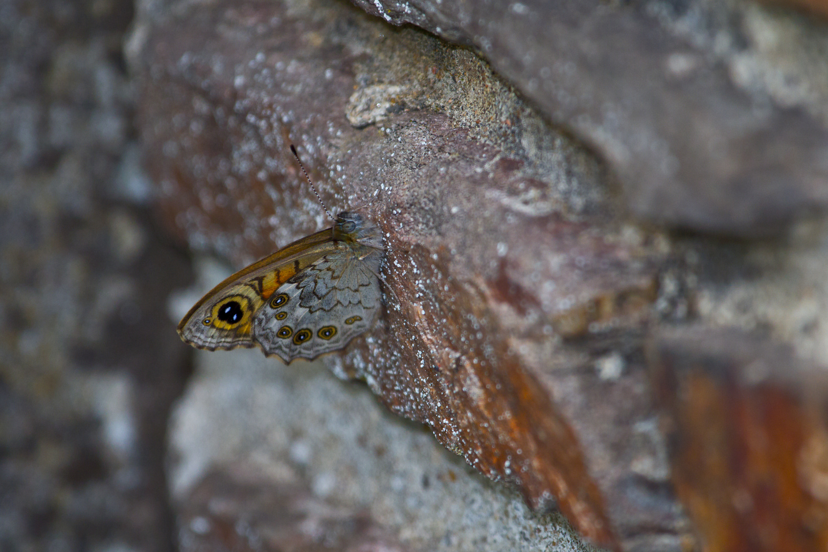 brauner Schmetterling