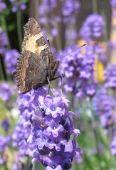 Brauner Schmetterling