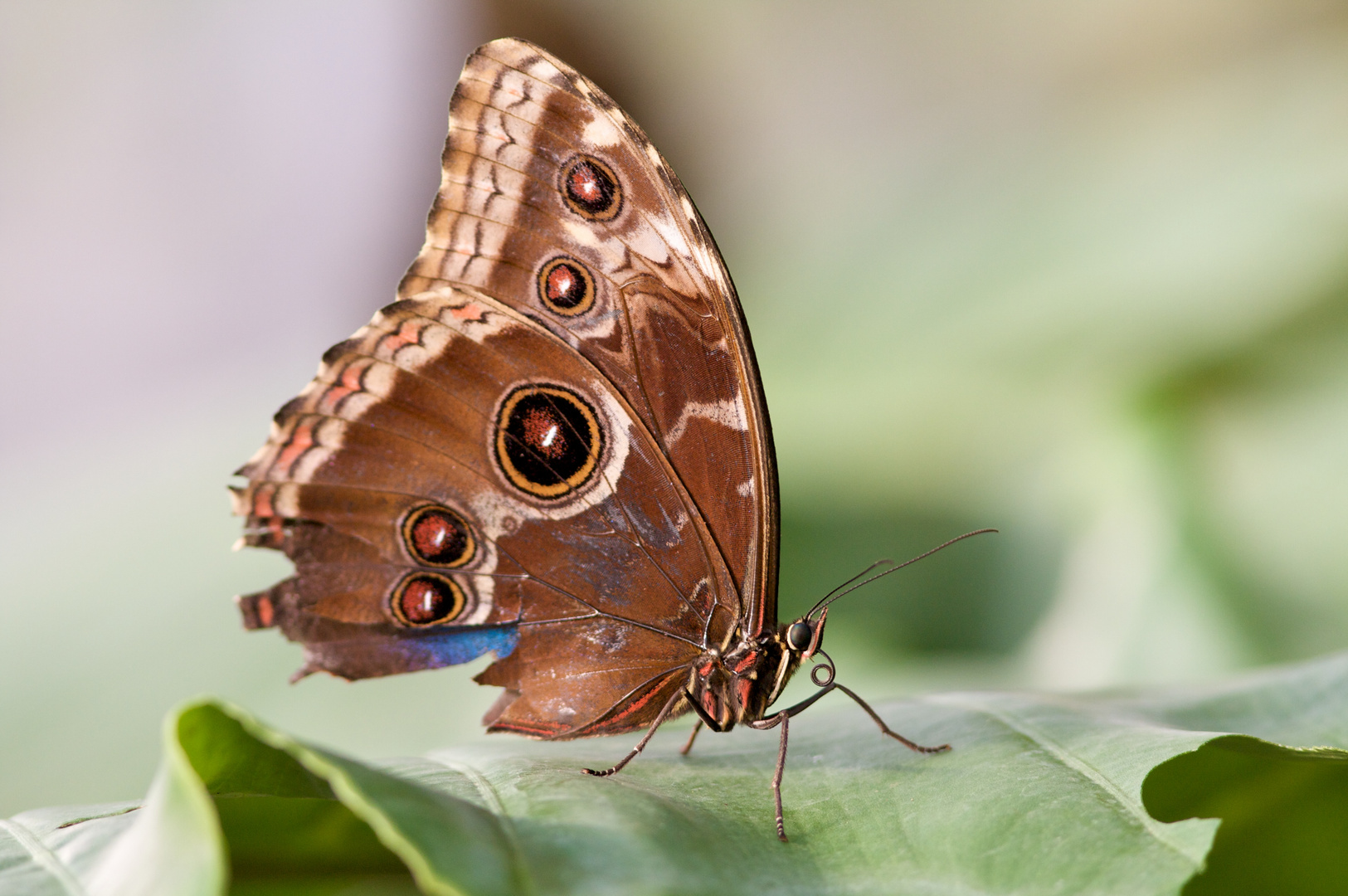 Brauner Schmetterling