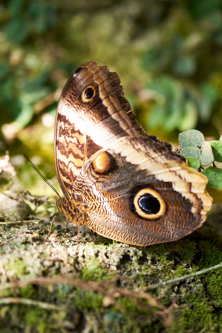 Brauner Schmetterling