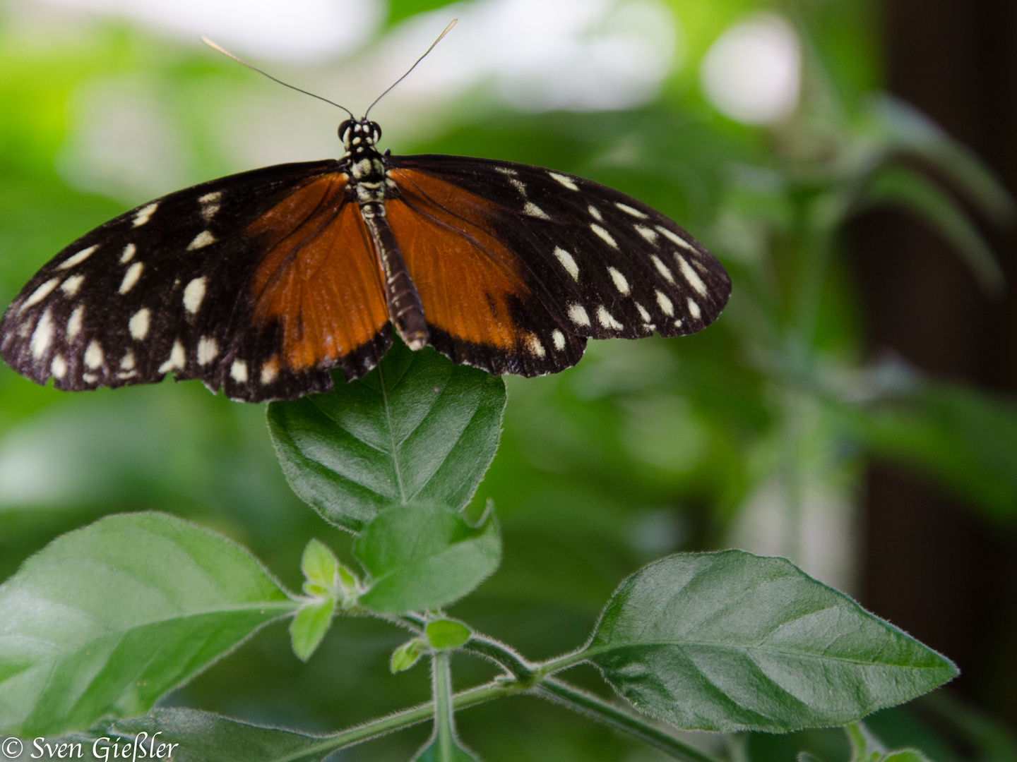 brauner Schmetterling