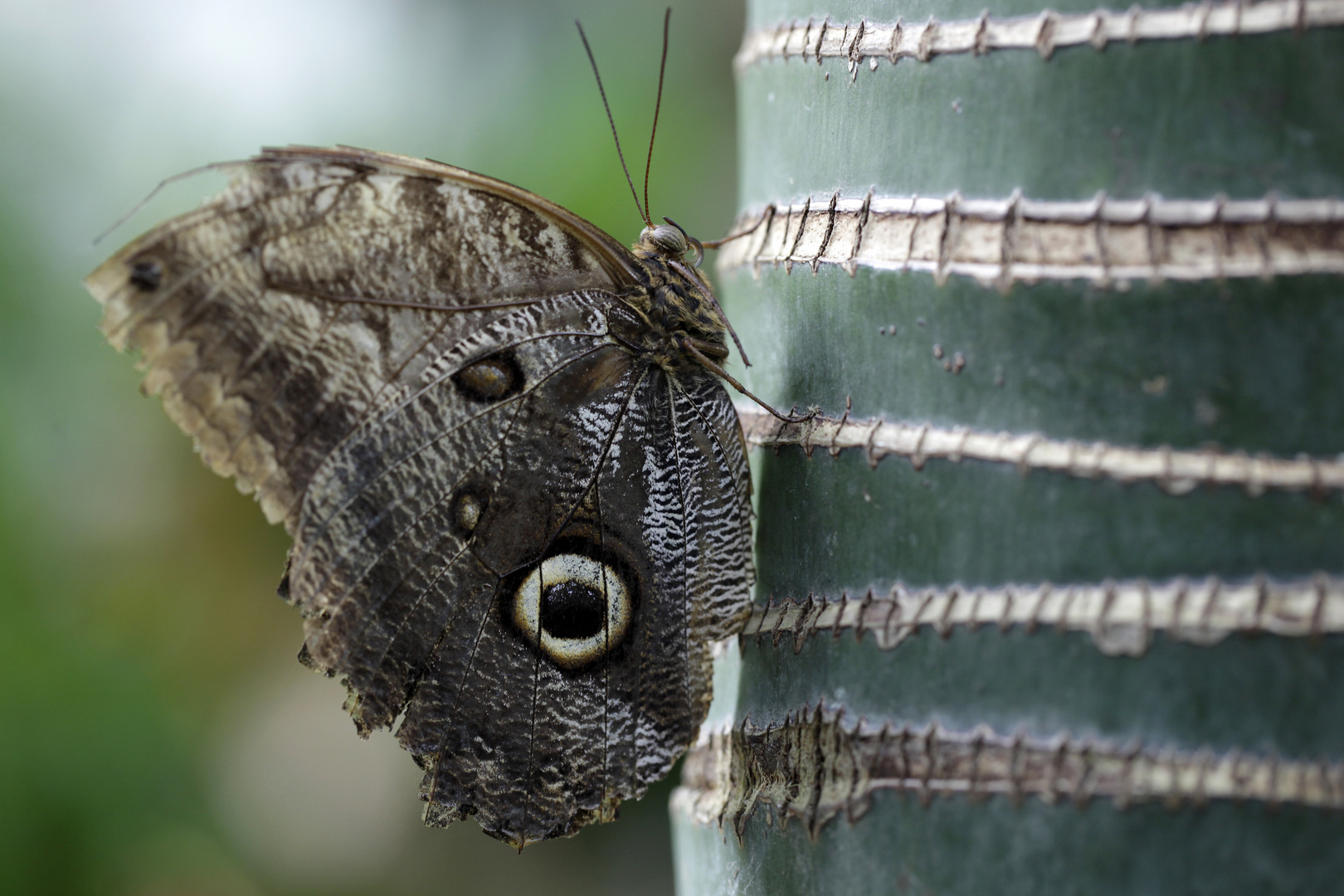 brauner Schmetterling