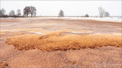 Brauner Schnee im Moor