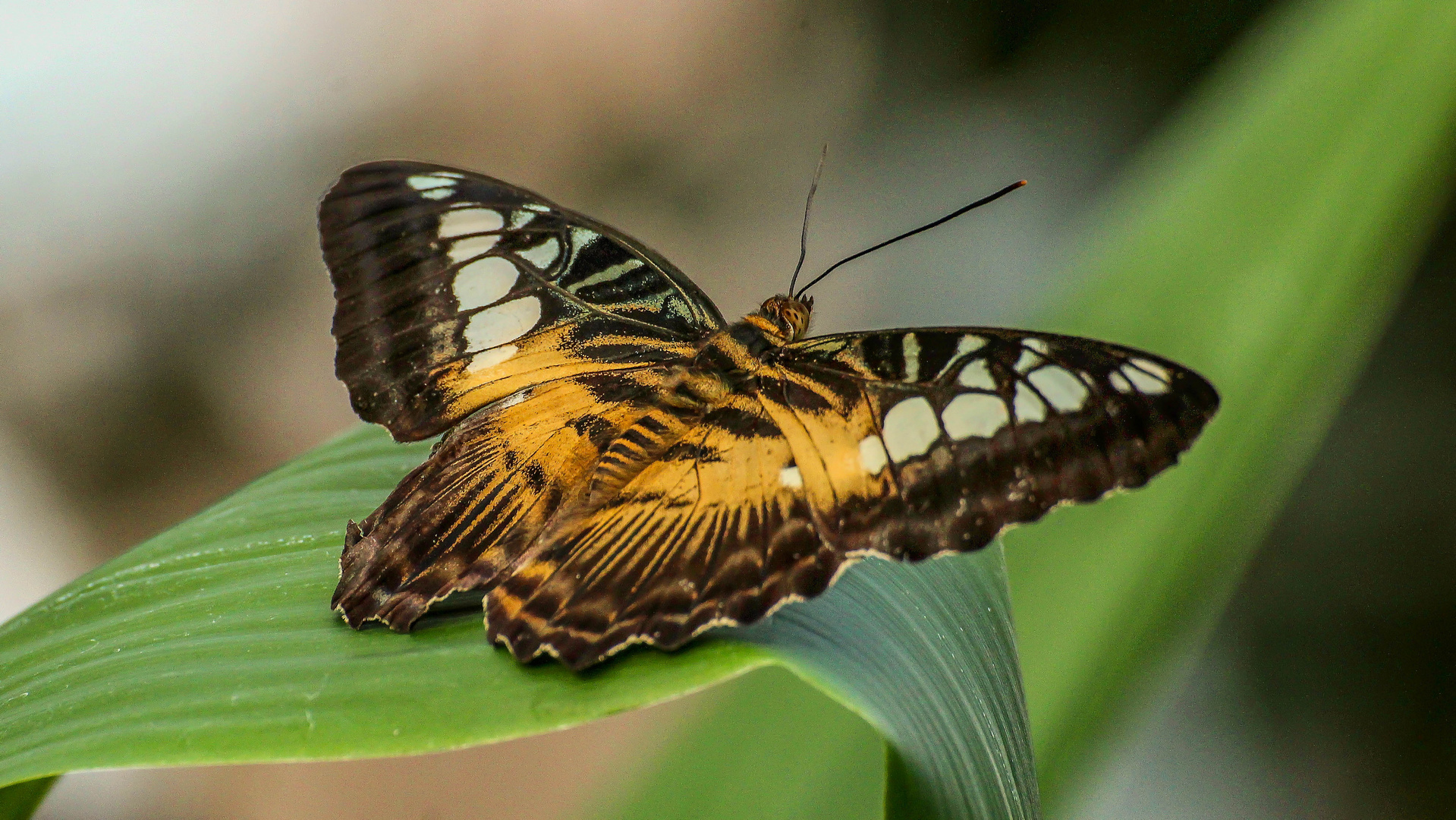 Brauner Segelfalter (parthenos sylvia)