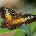 Brauner Segelfalter (parthenos sylvia)