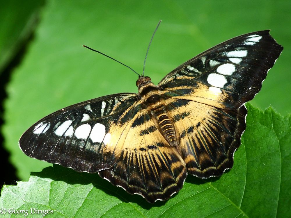 Brauner Segelfalter, Parthenos sylvia