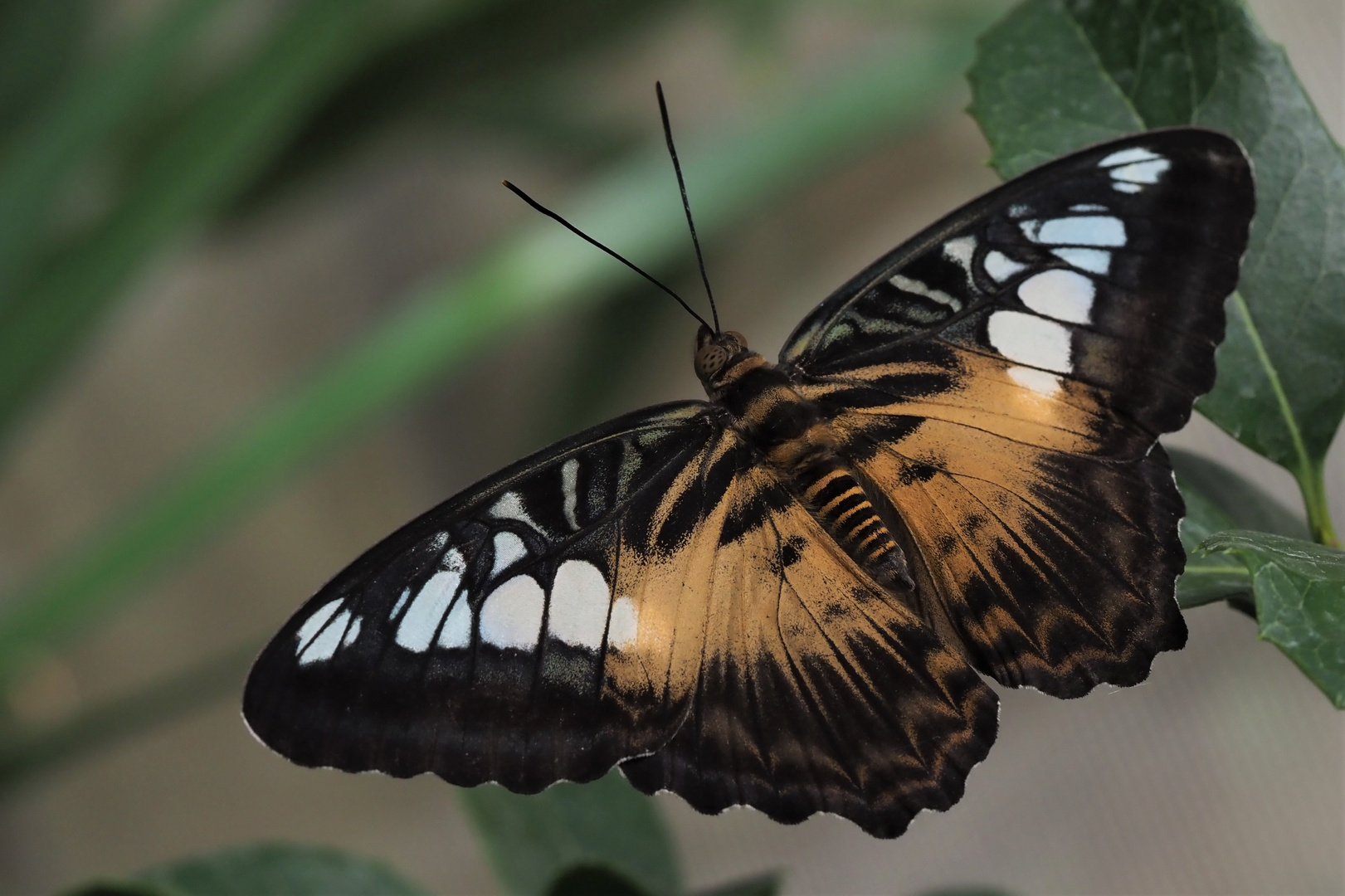 Brauner Segelfalter (Parthenos sylvia)