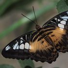 Brauner Segelfalter (Parthenos sylvia)