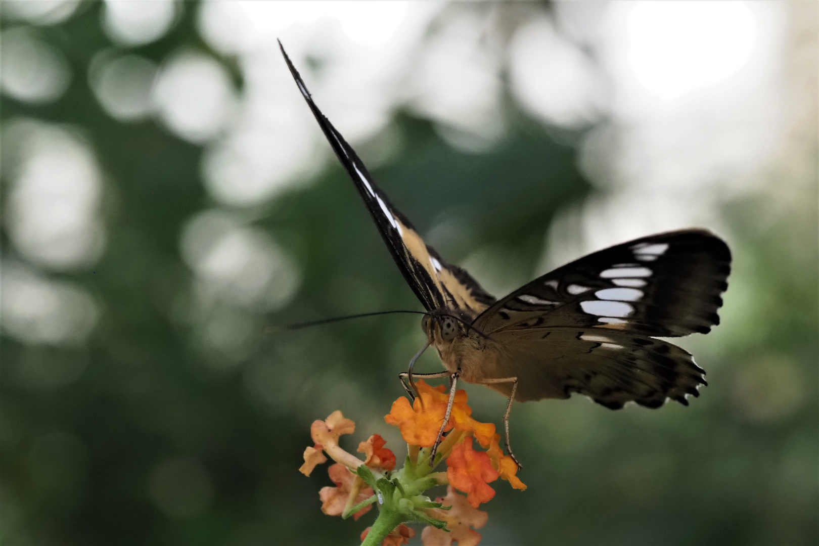 Brauner Segelfalter (Parthenos sylvia)