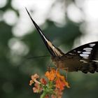 Brauner Segelfalter (Parthenos sylvia)