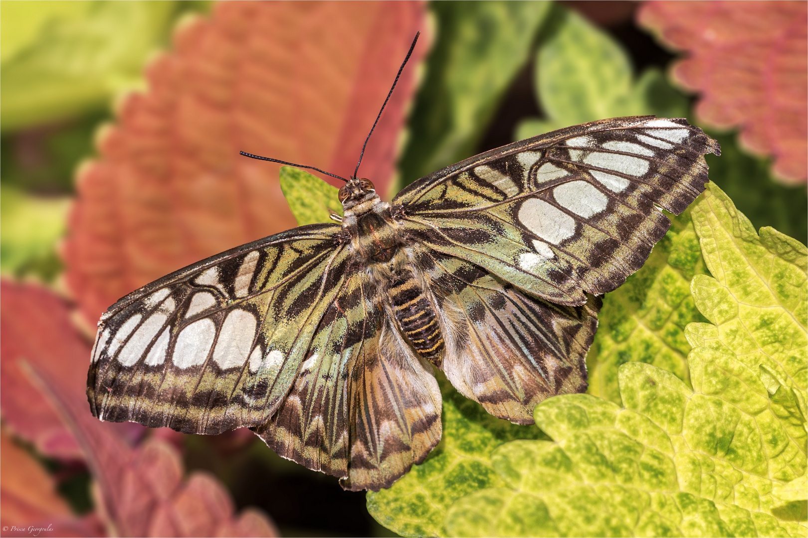 Brauner Segelfalter - Parthenos sylvia