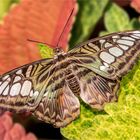 Brauner Segelfalter - Parthenos sylvia