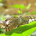 Brauner Segelfalter (Parthenos sylvia)