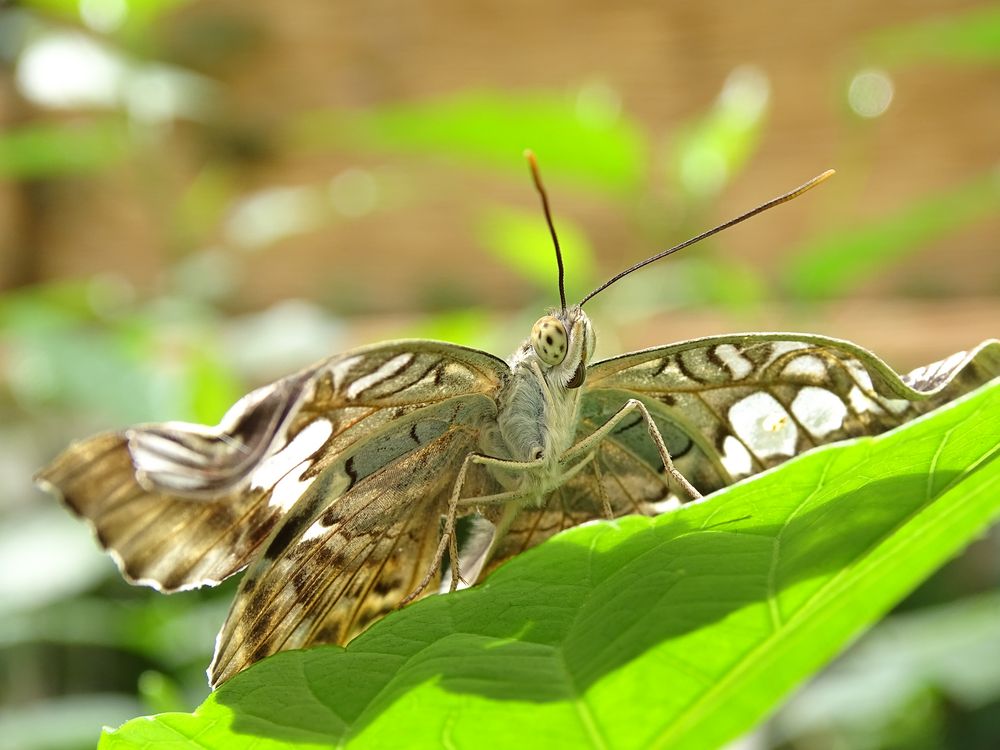 Brauner Segelfalter (Parthenos sylvia)