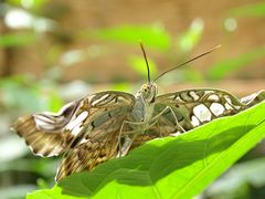 Brauner Segelfalter (Parthenos sylvia)