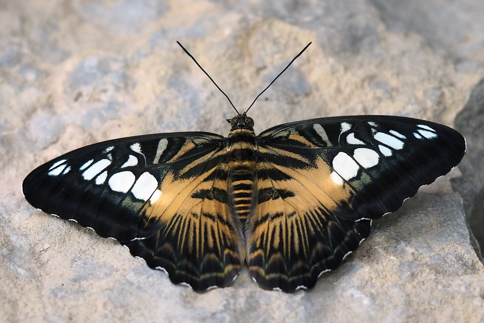 Brauner Segelfalter (Parthenos Sylvia)