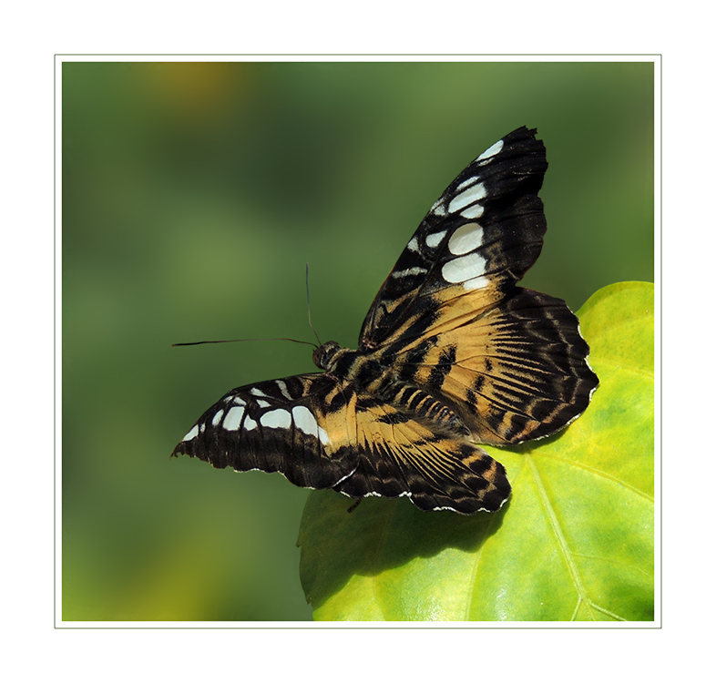 Brauner Segelfalter - Parthenos Sylvia