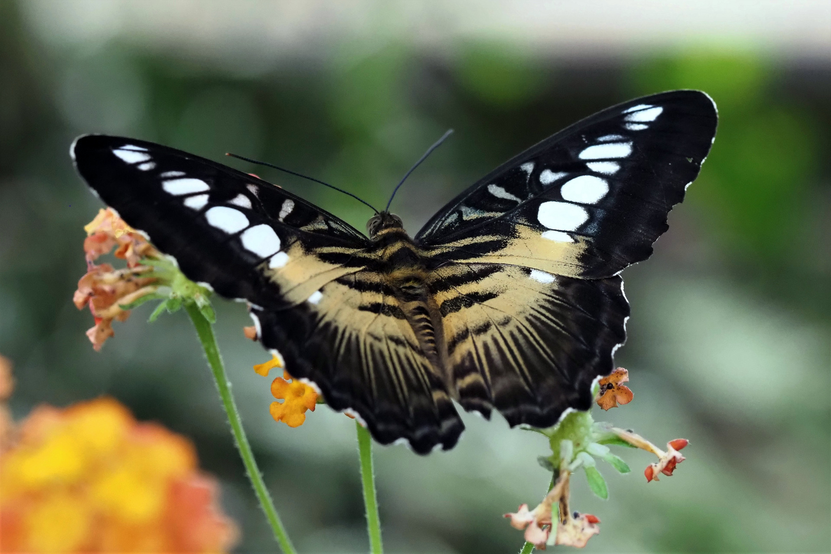 Brauner Segelfalter (Parthenos sylvia)