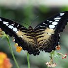 Brauner Segelfalter (Parthenos sylvia)