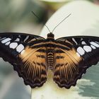 Brauner Segelfalter (Parthenos sylvia) weiblich