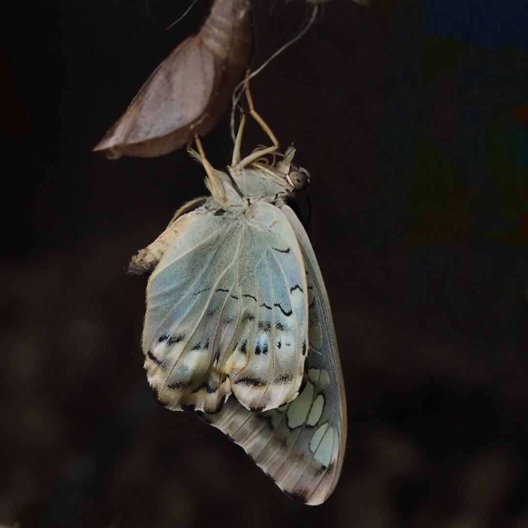 Brauner Segelfalter (Patthenos sylvia)