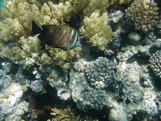 Brauner Segelflossendoktor