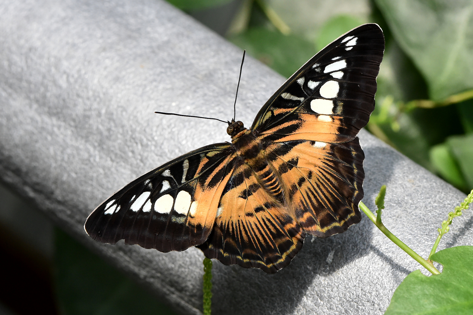 Brauner Segler gelandert