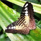 Brauner Segler ( Parthenos sylvia )