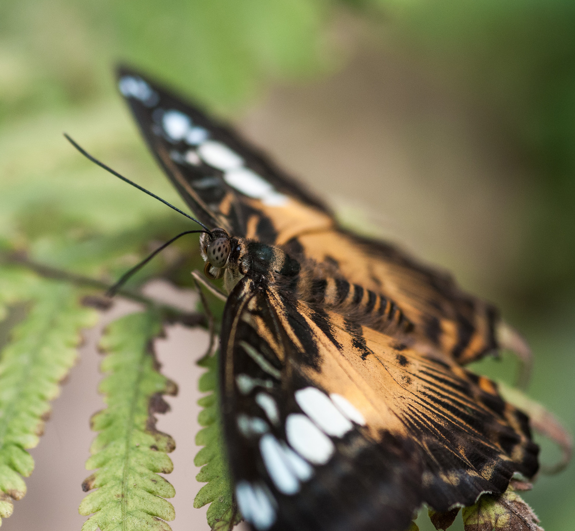 Brauner Segler (Parthenos sylvia)